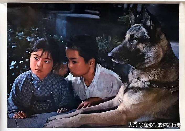 赛虎-忠犬-救主