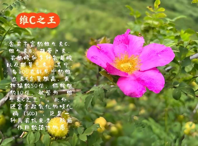 泰国电影红糖-采蜜人-丛林禁忌-欲望与恐惧