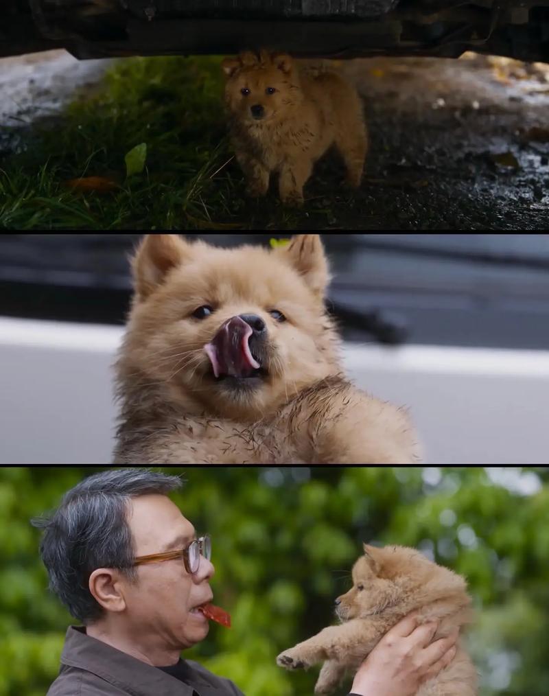 忠犬八公电影-忠诚-等待-秋田犬